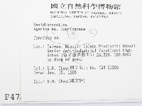 鬼傘屬藏品圖，第2張