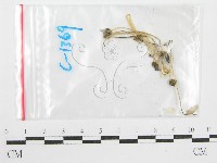 鬼傘屬藏品圖，第1張