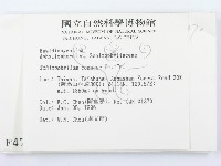 裂褶菌藏品圖，第2張