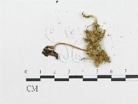 登錄號:F0004734藏品圖，第1張