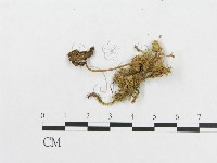 登錄號:F0004734藏品圖，第3張