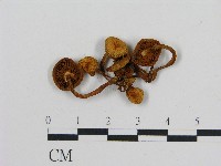 登錄號:F0004736藏品圖，第1張