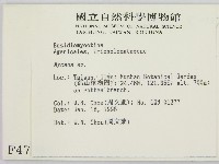 小菇屬藏品圖，第2張
