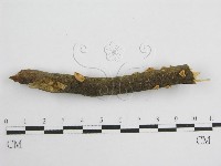 微皮傘屬藏品圖，第3張