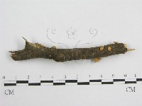 微皮傘屬藏品圖，第4張