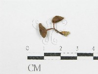 登錄號:F0004742藏品圖，第1張