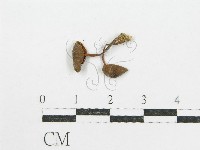 登錄號:F0004742藏品圖，第3張