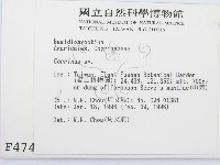 鬼傘屬藏品圖，第2張
