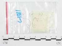 鬼傘屬藏品圖，第1張