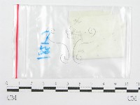 鬼傘屬藏品圖，第3張