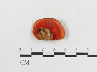 登錄號:F0004745藏品圖，第3張
