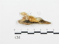 牛樟芝藏品圖，第1張