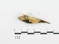 牛樟芝藏品圖，第3張