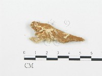 牛樟芝藏品圖，第4張