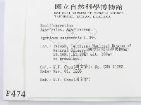 四孢蘑菇藏品圖，第2張