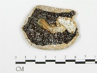 四孢蘑菇藏品圖，第3張