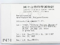 裂褶菌藏品圖，第2張