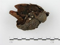 裂褶菌藏品圖，第1張