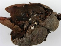 裂褶菌藏品圖，第4張