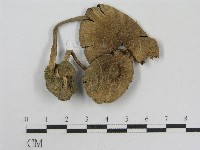 登錄號:F0004750藏品圖，第3張