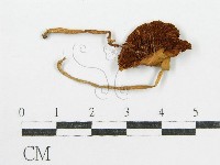 登錄號:F0004751藏品圖，第1張