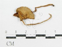 登錄號:F0004751藏品圖，第3張