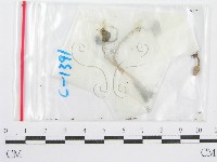 鬼傘屬藏品圖，第3張