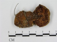 登錄號:F0004753藏品圖，第3張