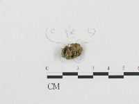 登錄號:F0004754藏品圖，第1張