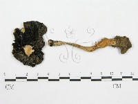 鬼傘屬藏品圖，第1張