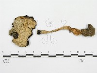 鬼傘屬藏品圖，第3張