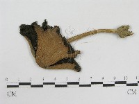 登錄號:F0004758藏品圖，第1張