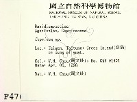 鬼傘屬藏品圖，第2張