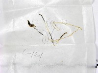 鬼傘屬藏品圖，第1張