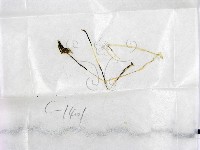鬼傘屬藏品圖，第3張