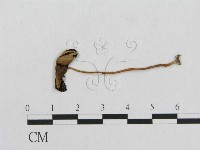 登錄號:F0004763藏品圖，第3張