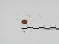 登錄號:F0004765藏品圖，第1張