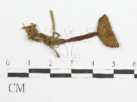 登錄號:F0004766藏品圖，第3張