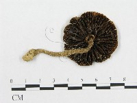 登錄號:F0004767藏品圖，第1張