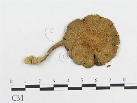 登錄號:F0004767藏品圖，第3張