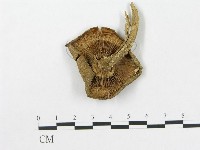 登錄號:F0004768藏品圖，第1張