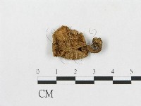 登錄號:F0004769藏品圖，第1張