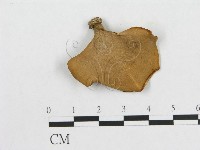 多孔菌屬藏品圖，第1張