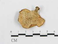 多孔菌屬藏品圖，第3張