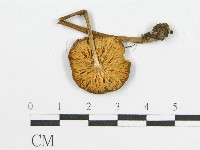 登錄號:F0004772藏品圖，第1張
