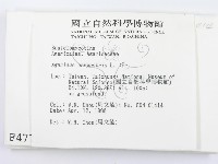 四孢蘑菇藏品圖，第2張