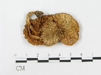 登錄號:F0004775藏品圖，第1張
