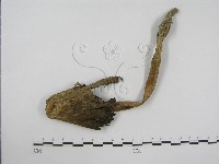 登錄號:F0004776藏品圖，第1張