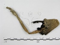 登錄號:F0004776藏品圖，第4張