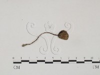 登錄號:F0004777藏品圖，第1張
